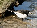 Japanese wagtail