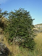 Nothofagus antarctica, no Parque Nacional Torres del Paine, Chile