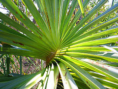 Spiral arrangement of the leaves