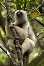 Un Sifaka soyeux (Propithecus candidus), une espèce en danger critique d'extinction selon l'UICN.