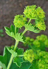 Alchemilla vulgaris