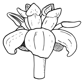 Diagram of a female flower with 5 carpels and 2 staminodes