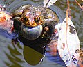 An American toad singing