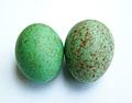 Bird eggs are usually fertilized before they are laid. (In some birds and reptiles an unfertilized egg can still be laid, but it will never hatch.)