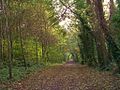 Le chemin des Pèlerins dans le bois du Caprice.