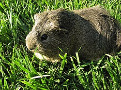 Silver agouti syömässä ruohoa.