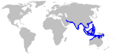 Área de distribuição do tubarão-cabeça-de-asa[2]