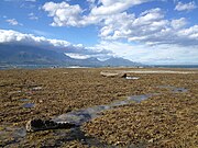 High densities of Hormosira on a broad rocky platform in Kaikōura, New Zealand