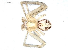 Mecaphesa sierrensis