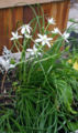 Ornithogalum umbellatum