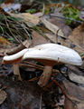 Leucocybe connata sin. Clitocybe connata, Lyophyllum connatum