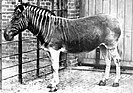 Live quagga mare in London Zoo, 1870