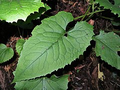 下部の茎葉は狭卵形から卵形になる。