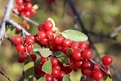 Close-up of berries