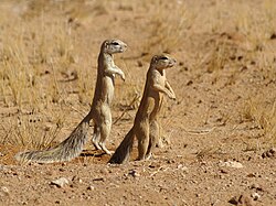 Ксерус мисовий (Xerus inauris)