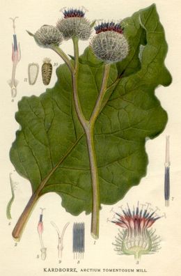 Paprastoji varnalėša (Arctium tomentosum)