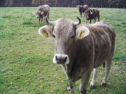 Photo couleur d'une vache grise vue de face. Les cornes courtes sont en croissant. Le mufle noir est cerclé de blanc et les oreilles pelucheuses sont aussi entourées de blanc.