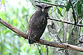 Barred eagle-owl