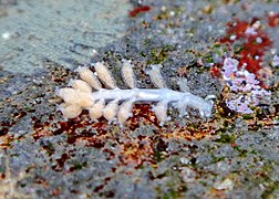 Embletonia gracilis, un Embletonidae (sans infra-ordre attribué).