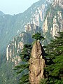 Huangshan Çamı