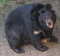 Asiatischer Schwarzbär