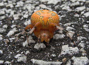 Araneus marmoreus - Marbled Orb Weaver spider