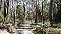 Forest at Mount Macedon