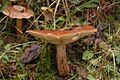 !Tricholoma fulvum!