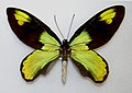 Ornithoptera victoriae ビクトリアトリバネアゲハ♂