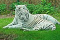 weiße Tiger im Safaripark Stukenbrock