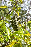 Քաղցրաքրթի (Annona muricata)