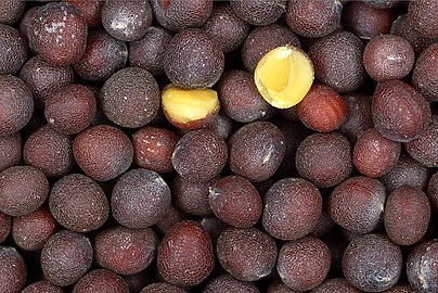 Close-up of black mustard seeds (each about 2–3 mm in diameter)