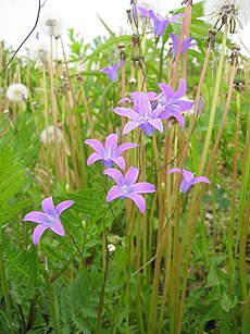 Pievinis katilėlis (Campanula patula)