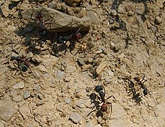 Camponotus cruentatus, una de las hormigas más grandes de Europa y común en España.