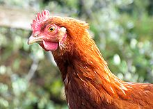 Chicken portrait.jpg