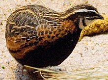 Coturnix delegorguei.jpg