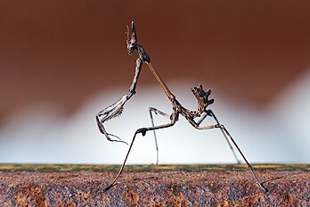 Une empuse commune (Empusa pennata) marchant sur un rail (Arcadie, péninsule du Péloponnèse, Grèce). (définition réelle 3 000 × 2 000)