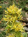 Gentiana lutea