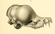 Drawing of bat skull