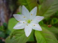 Fleur de Trientalis europaea