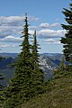 Tsuga mertensiana nella riserva naturale Henry M. Jackson