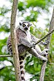 Lemur Kata v Zoo Duisburg