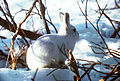 Mountain Hare