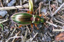 Carabus auratus.jpg