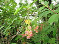 Enkianthus sikokianus