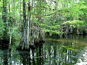 Image illustrative de l’article Parc national des Everglades