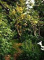 Image 6Robert Hart's forest garden in Shropshire (from Agroforestry)