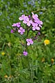 Вечерница (род) (Hesperis sibirica)