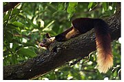 Malabar Giant Squirrel near The Camp