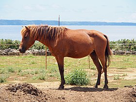 Image illustrative de l’article Miyako (cheval)